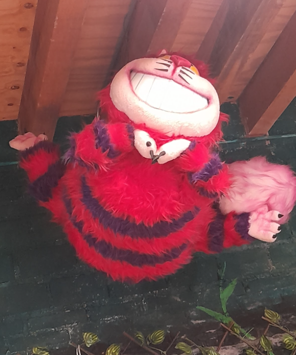 Photo Gallery EL MARAVILLA